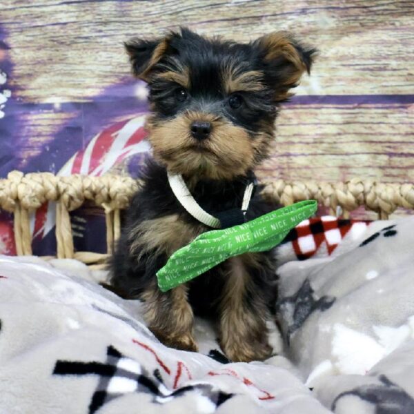 Yorkie-DOG-Male-Blk & Tn-5232-Petland Woodlands, TX