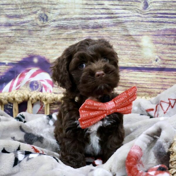 Cockapoo-DOG-Male-Chlt-5240-Petland Woodlands, TX
