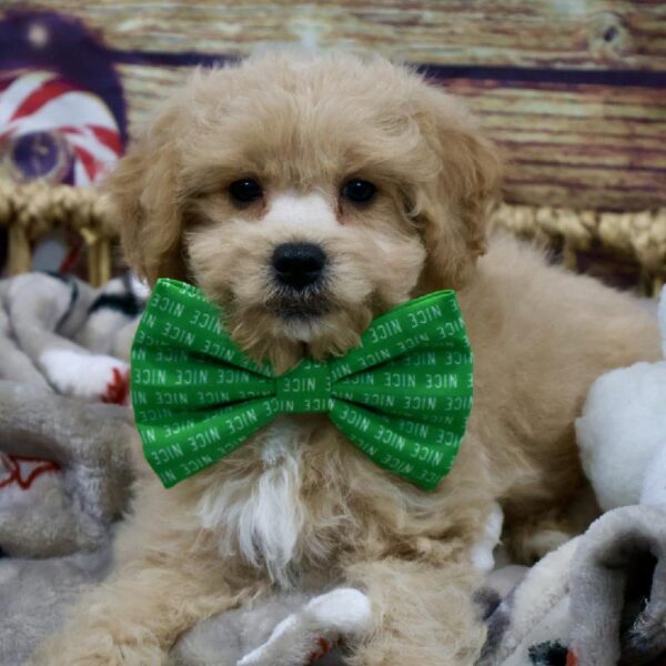 Bichon-Poodle-DOG-Male-Dk Cr , Wh Mkgs-5241-Petland Woodlands, TX