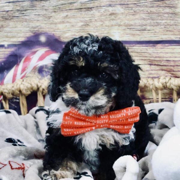 Mini Bernedoodle 2nd Gen-DOG-Female-Blk Wh & Tn-5237-Petland Woodlands, TX