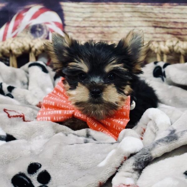 Yorkie-DOG-Female-Blk & Tn-5239-Petland Woodlands, TX