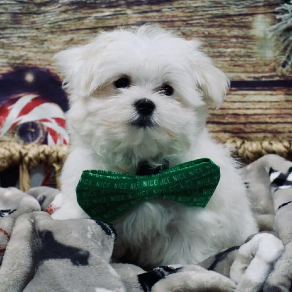 Maltese-DOG-Male-Wh-5235-Petland Woodlands, TX
