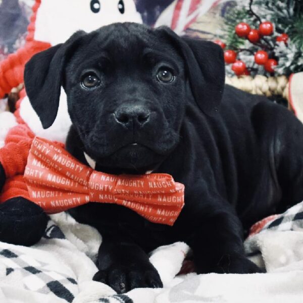 Cane Corso DOG Female Black 5247 Petland Woodlands, TX