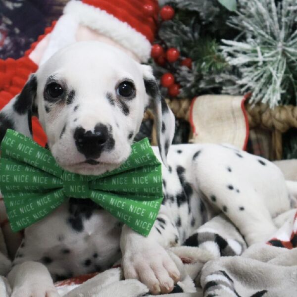 Dalmatian-DOG-Male-White and Black-5244-Petland Woodlands, TX