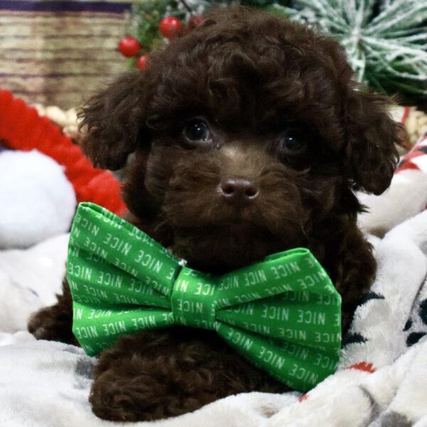 Labradoodle 2nd Gen-DOG-Male-chlt,-5254-Petland Woodlands, TX
