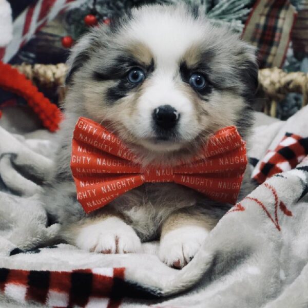 Miniature American Shepherd-DOG-Female-Blue Merle White and Tan-5246-Petland Woodlands, TX