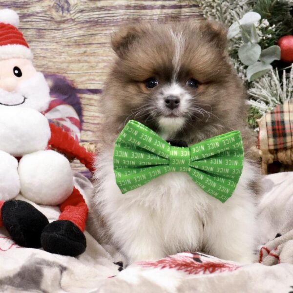 Pomeranian-DOG-Male-bl, prti bl fctr-5259-Petland Woodlands, TX