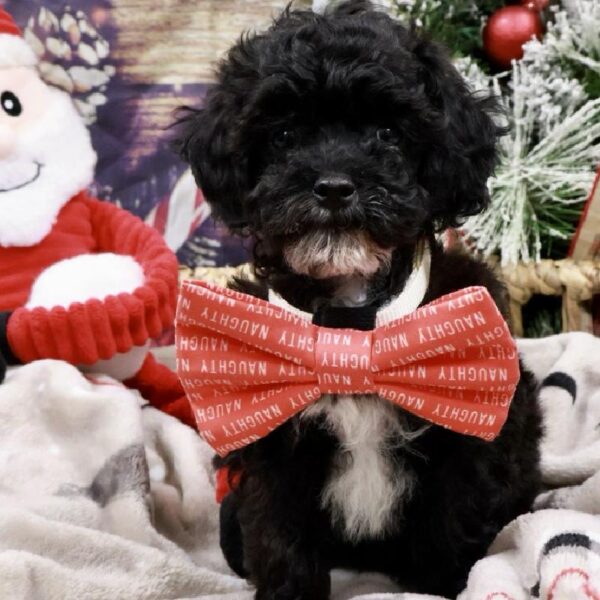 Poodle-DOG-Male-Black-5245-Petland Woodlands, TX