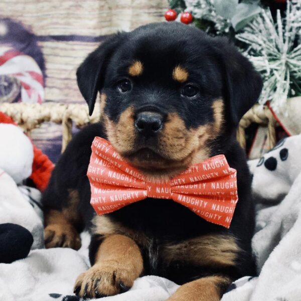 Rottweiler-DOG-Female-blk & tn,-5255-Petland Woodlands, TX