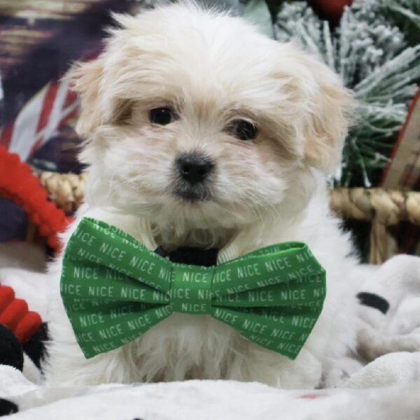 Shipoo-DOG-Female-Cream and White-5249-Petland Woodlands, TX