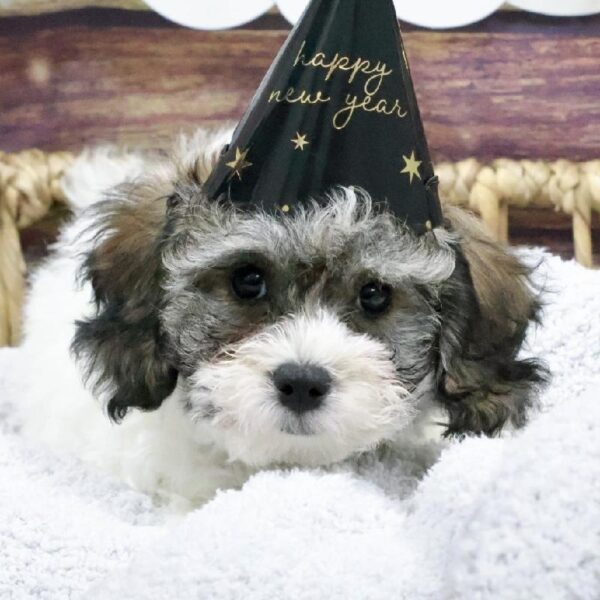 Bichon-Poodle-DOG-Male-Wh , Blk & Rd-5270-Petland Woodlands, TX