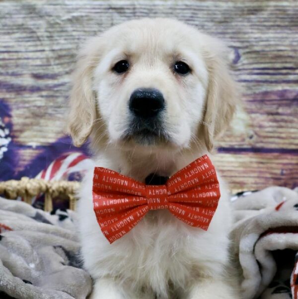 Golden Retriever-DOG-Male-Lt Gldn-5233-Petland Woodlands, TX