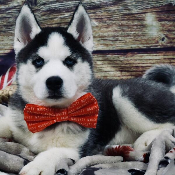 Siberian Husky-DOG-Female-Blk & Wh-5243-Petland Woodlands, TX