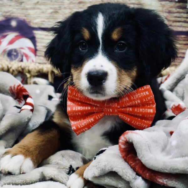 Bernese Mountain Dog-DOG-Female-Blk , Tri Mkgs-5238-Petland Woodlands, TX