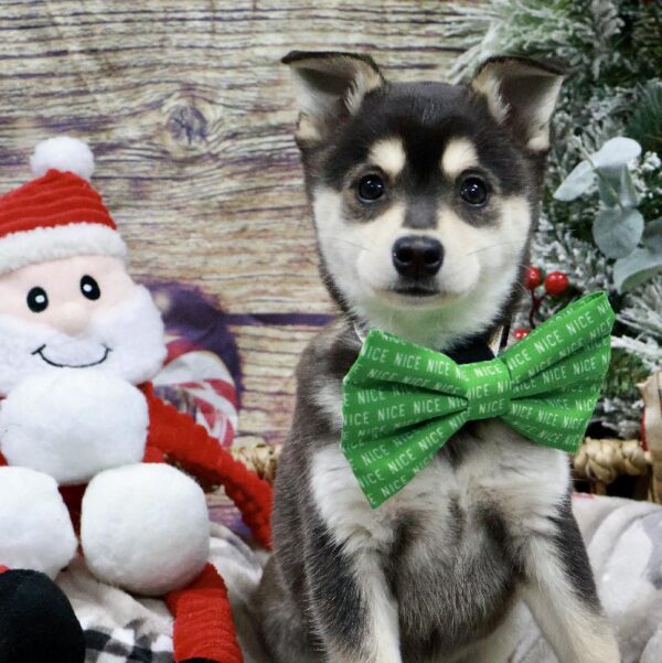 Alaskan Klee Kai-DOG-Female-blk & wh,-5256-Petland Woodlands, TX