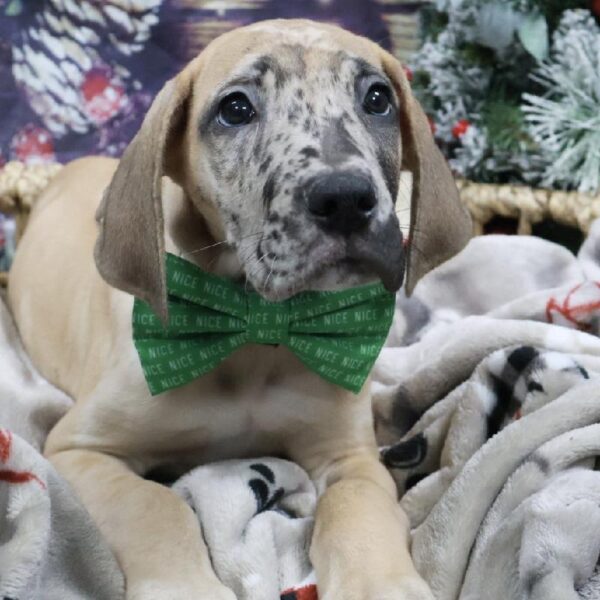 Great Dane-DOG-Male-Fawn-5250-Petland Woodlands, TX