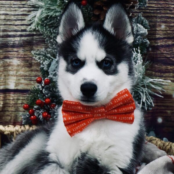 Siberian Husky-DOG-Male-blk & wh,-5258-Petland Woodlands, TX