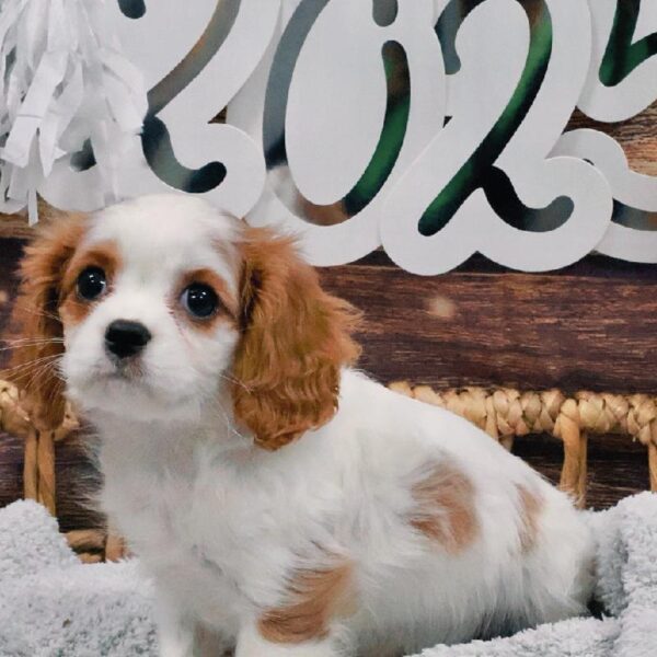 Cavalier King Charles Spaniel-DOG-Female-Bheim-5269-Petland Woodlands, TX
