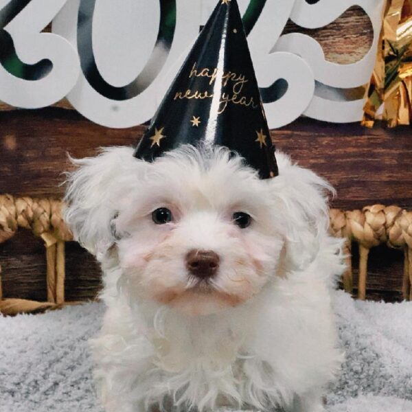 Havanese-DOG-Female-Wh-5268-Petland Woodlands, TX