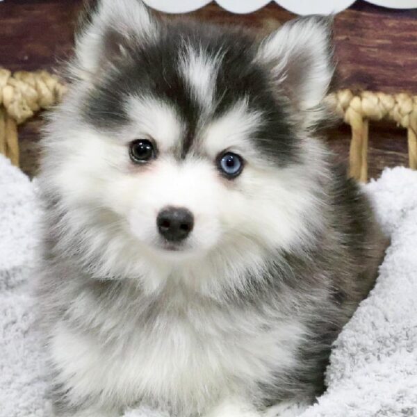 Pomsky-DOG-Female-Gr & Wh-5264-Petland Woodlands, TX