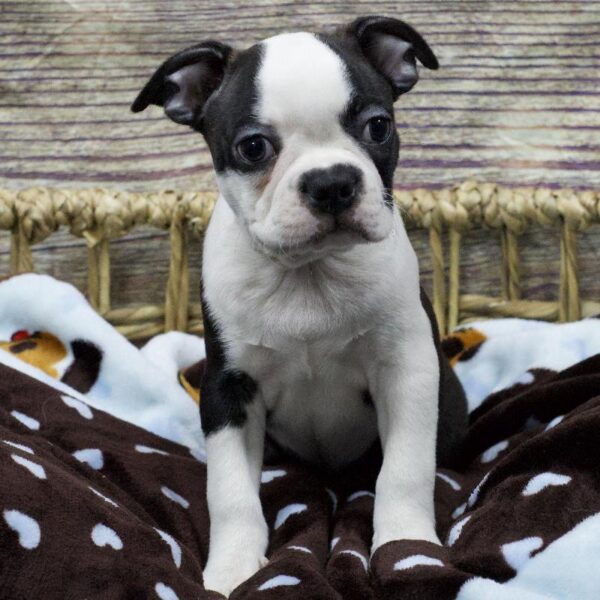 Boston Terrier-DOG-Male-Brindle and White-5273-Petland Woodlands, TX