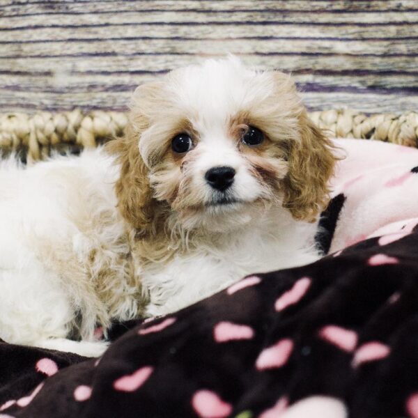 Cavapoo-DOG-Female-White and Apricot-5274-Petland Woodlands, TX