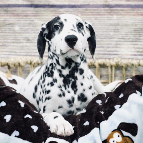 Dalmatian-DOG-Male-White and Black-5280-Petland Woodlands, TX
