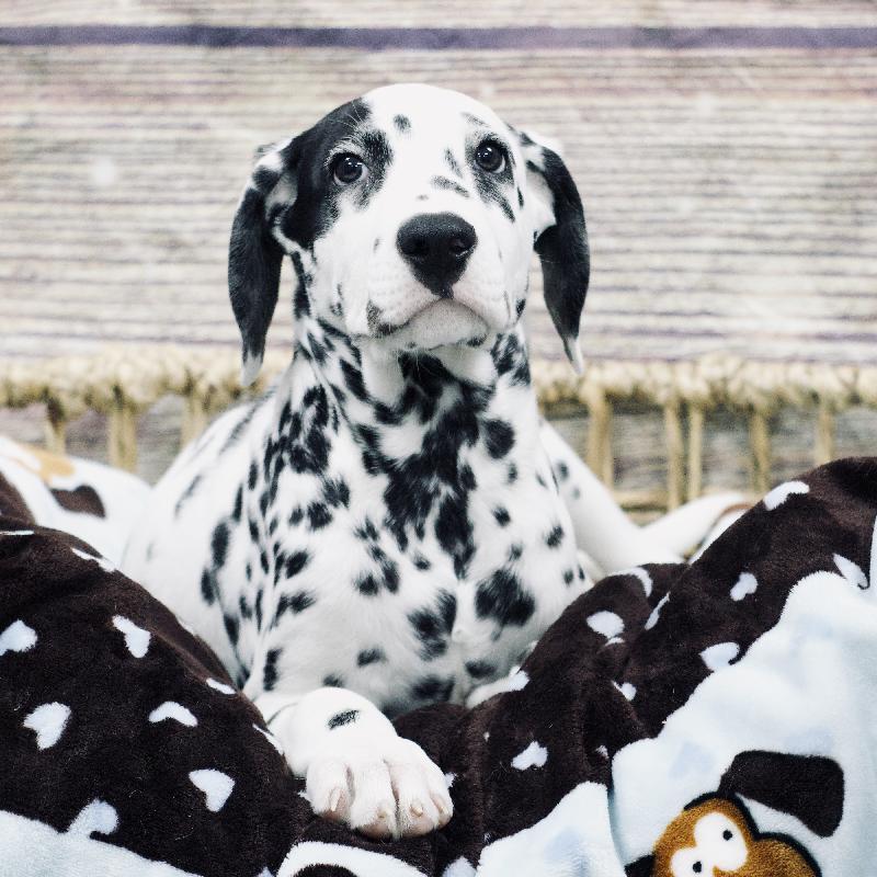 Dalmatian DOG Male White and Black 5280