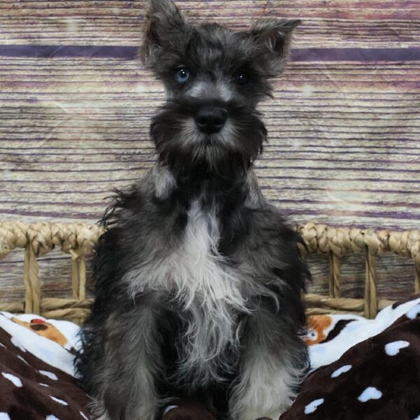 Mini Schnauzer-DOG-Male-Black and Silver-5272-Petland Woodlands, TX