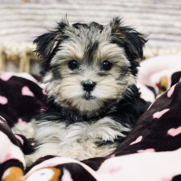 Morkie-DOG-Female-Blk & Tn-5283-Petland Woodlands, TX
