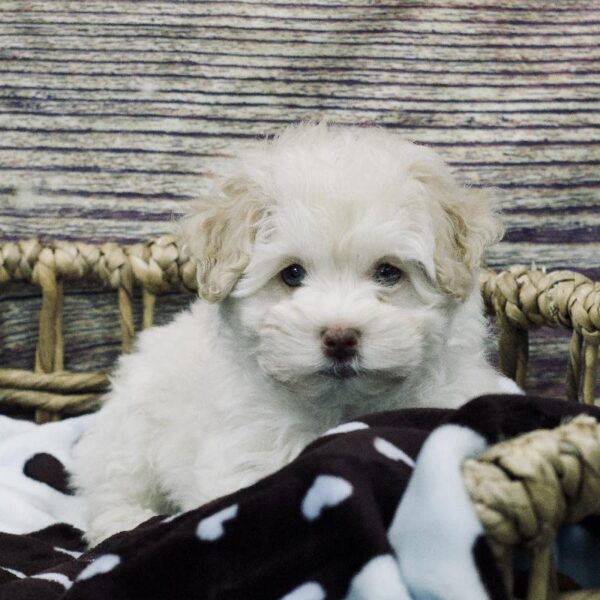 Schnoodle-DOG-Male-cr,-5286-Petland Woodlands, TX