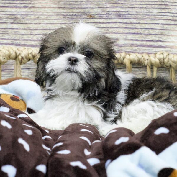 Shih Tzu-DOG-Male-Dk Br , Wh Mkgs-5282-Petland Woodlands, TX