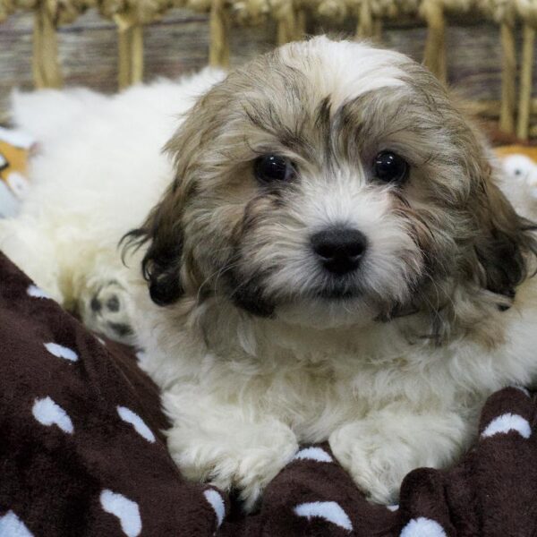 Teddy Bear-DOG-Male-Red and White-5275-Petland Woodlands, TX