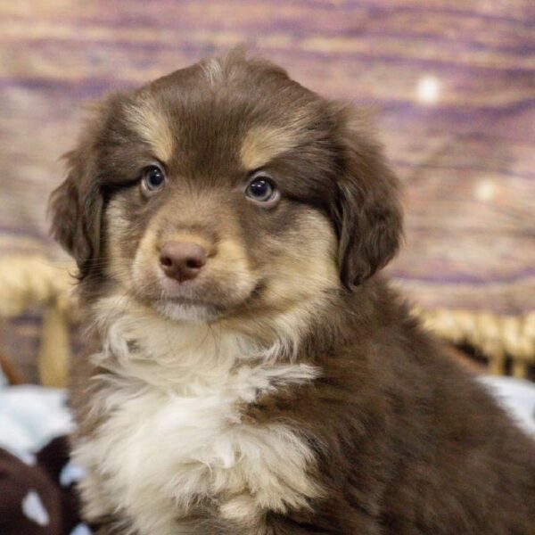 Miniature Australian Shepherd-DOG-Male-Rd , Wh Mkgs-5298-Petland Woodlands, TX