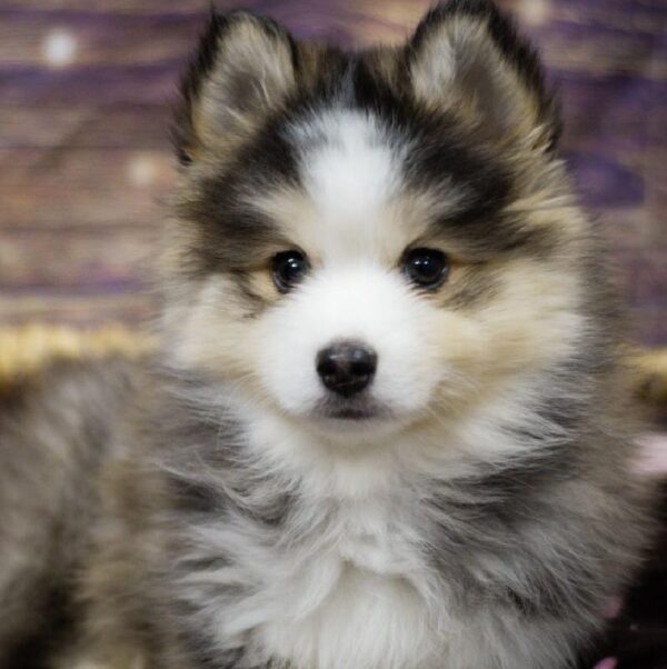 Pomsky-DOG-Female-gr & wh,-5297-Petland Woodlands, TX