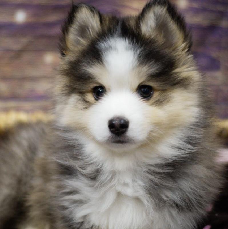 Pomsky DOG Female gr & wh, 5297