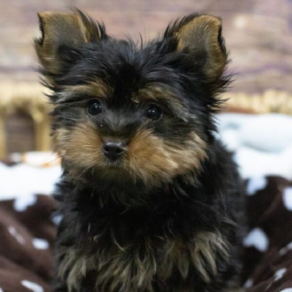 Yorkie-DOG-Male-Blk & Tn-5300-Petland Woodlands, TX