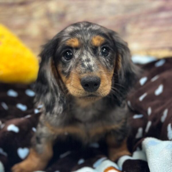 Dachshund-DOG-Male-Bl Dpl-5311-Petland Woodlands, TX