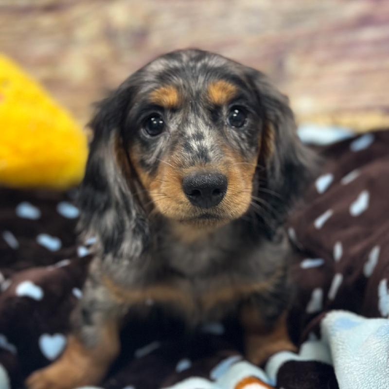 Dachshund DOG Male Bl Dpl 5311