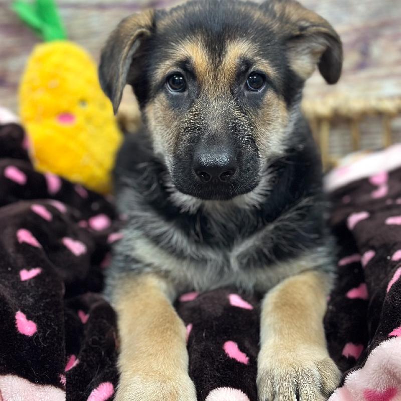 German Shepherd DOG Female Blk & Tn 5315