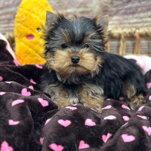 Yorkie-DOG-Female-Blk & Tn-5305-Petland Woodlands, TX