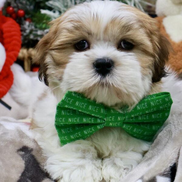 Lhasa Apso-DOG-Male-brdl & wh,-5260-Petland Woodlands, TX