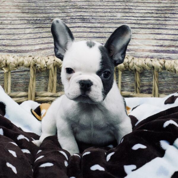 French Bulldog-DOG-Male-Bl , Pbld-5281-Petland Woodlands, TX