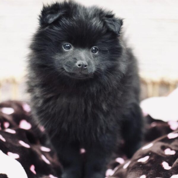 Pomeranian-DOG-Female-Black-5277-Petland Woodlands, TX