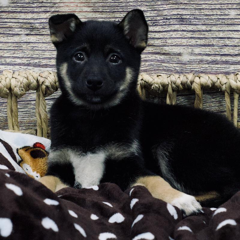 Shiba Inu DOG Male Black and Tan 5278