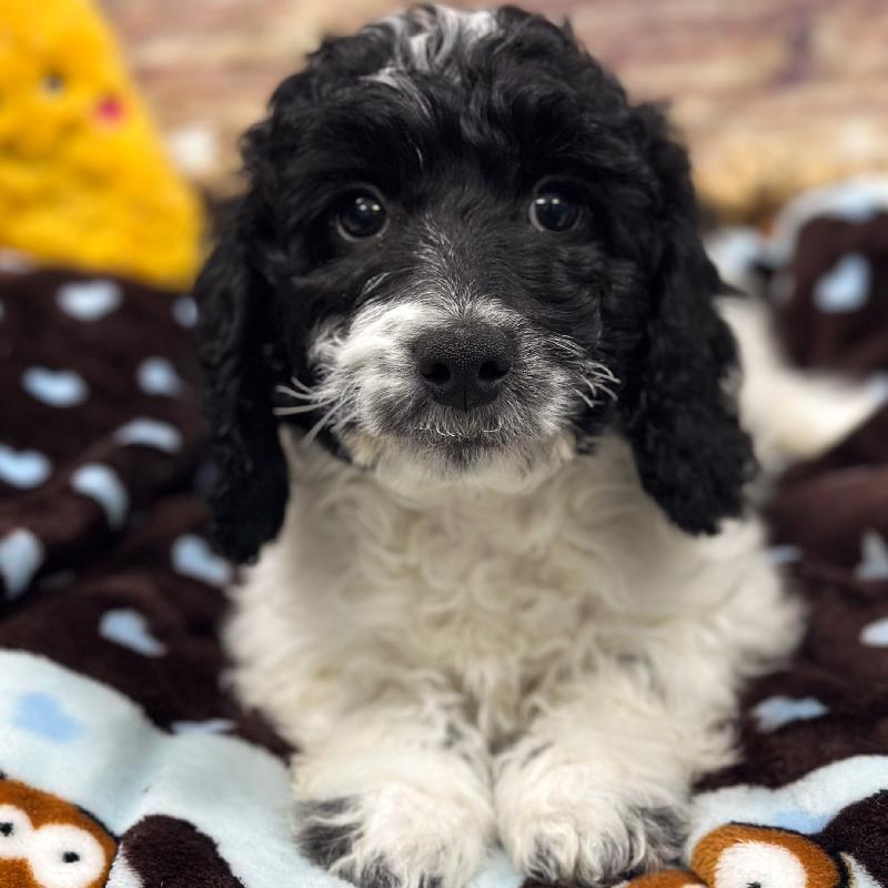 Cavapoo DOG Male Blk & Wh 5312