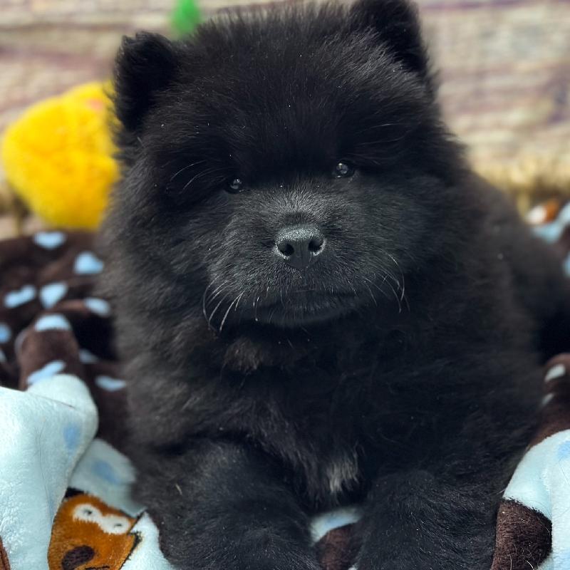 Chow Chow DOG Male Blk 5313