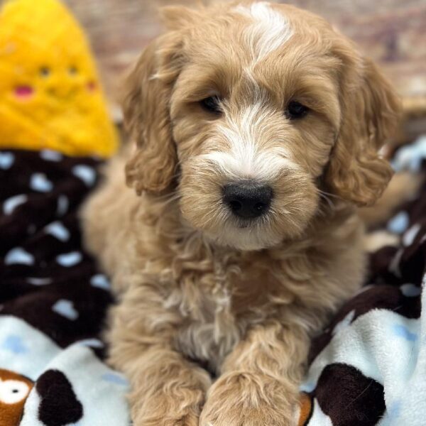 Goldendoodle Mini 2nd Gen-DOG-Male-Apct & Wh-5308-Petland Woodlands, TX
