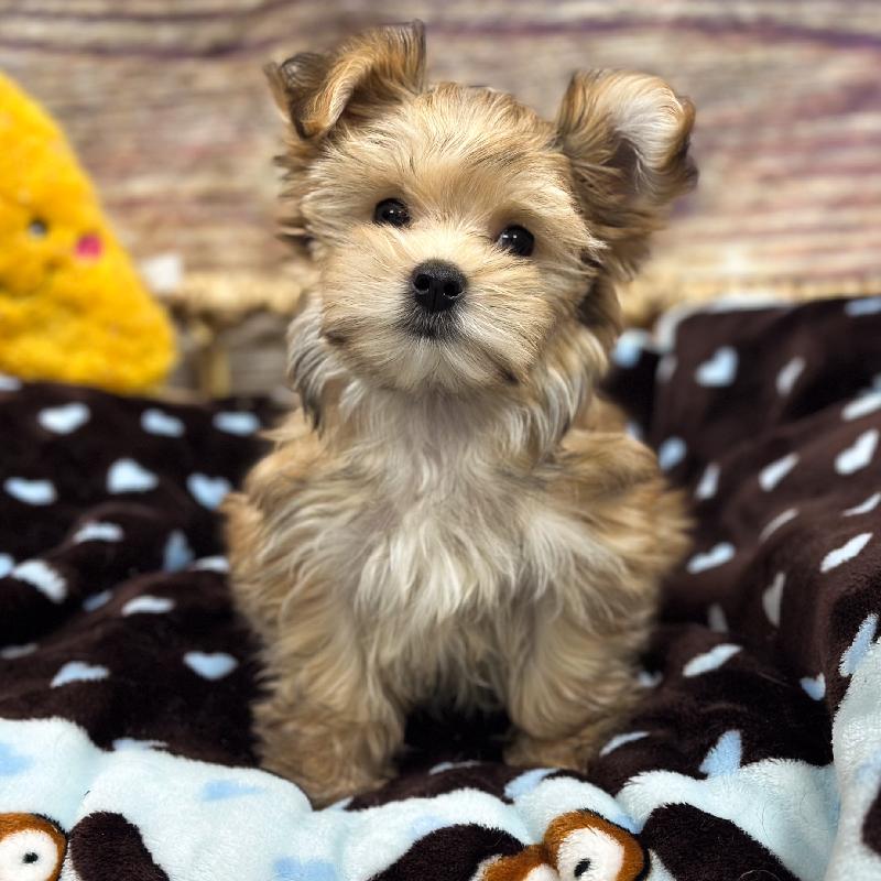 Morkie DOG Male Br 5306