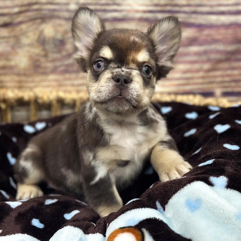 French Bulldog DOG Male Chlt 5307